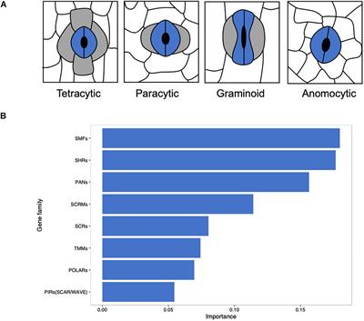 Does Molecular and Structural Evolution Shape the Speedy Grass Stomata?